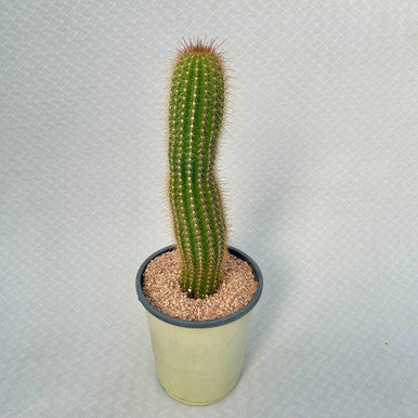 Echinopsis - Huascha v. Grandiflorus - 1 Gallon