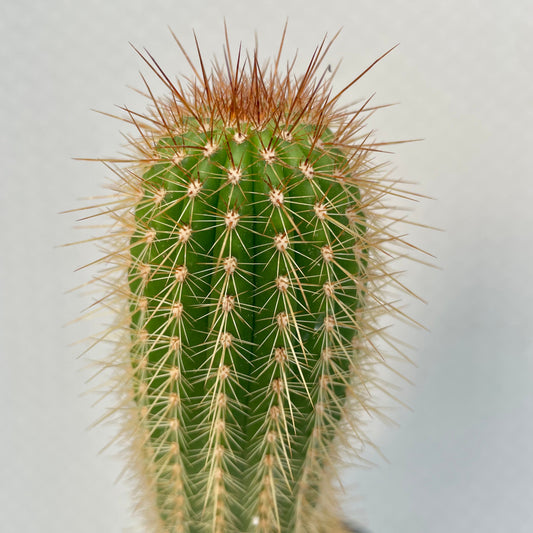 Echinopsis Huascha v. Grandiflorus close up to show detail