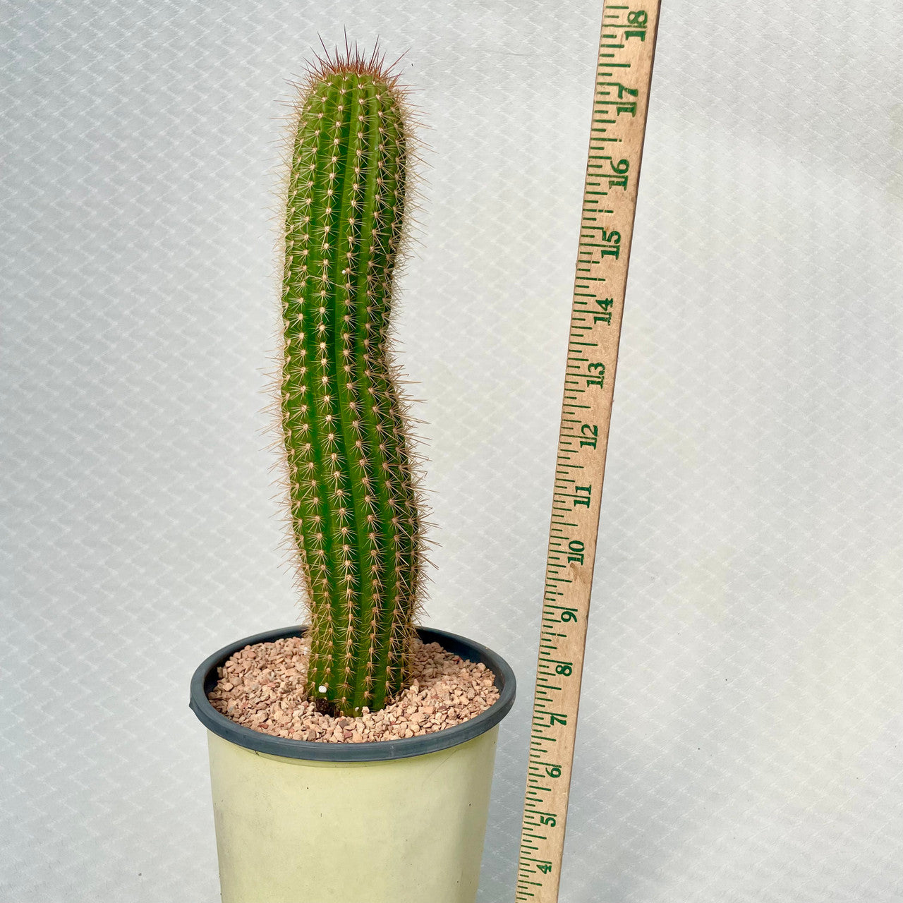 Echinopsis Huascha v. Grandiflorus  next to a measuring stick