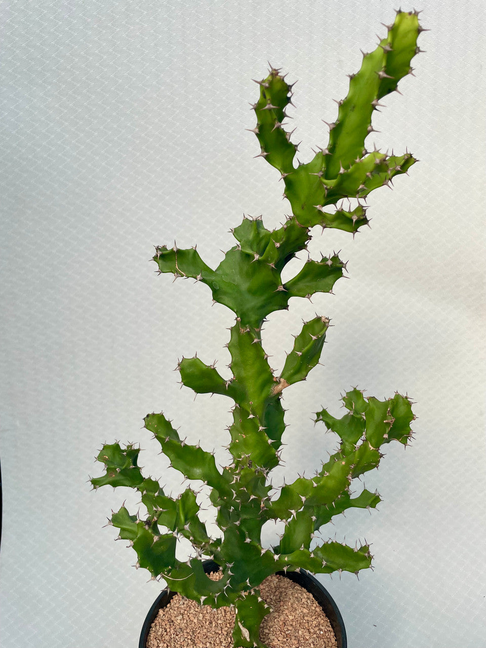 1.5 gal Euphorbia Tortirama