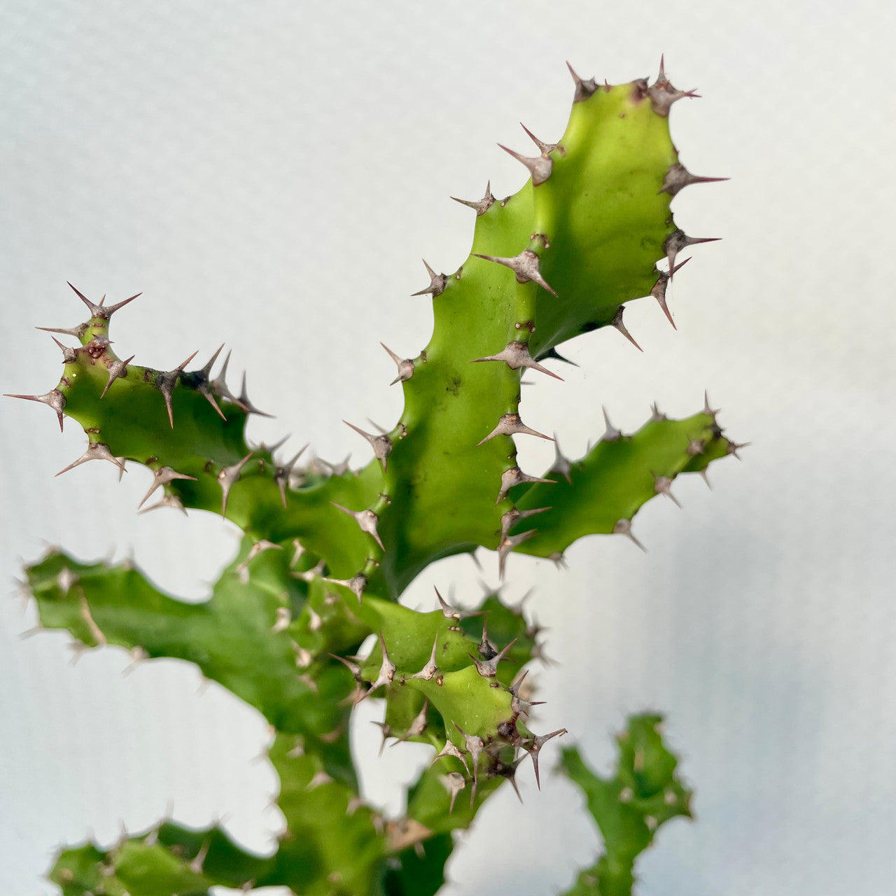 a Euphorbia Tortirama