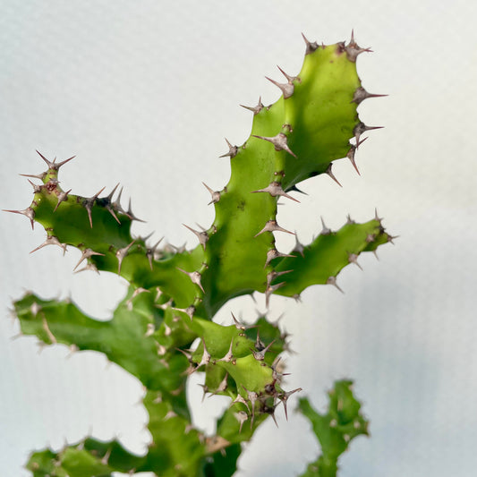 a Euphorbia Tortirama