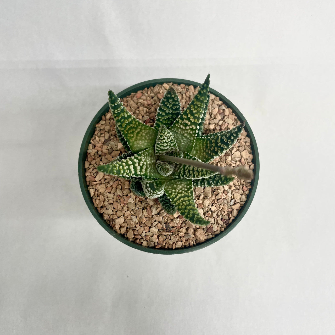 a Haworthia White Albert showing detail from the top