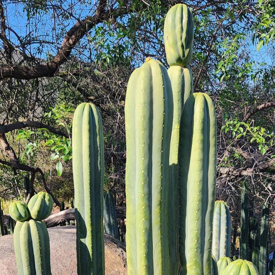 Echinopsis (Trichocereus) Pachanoi Jiimz Juuls (Juul's Giant)