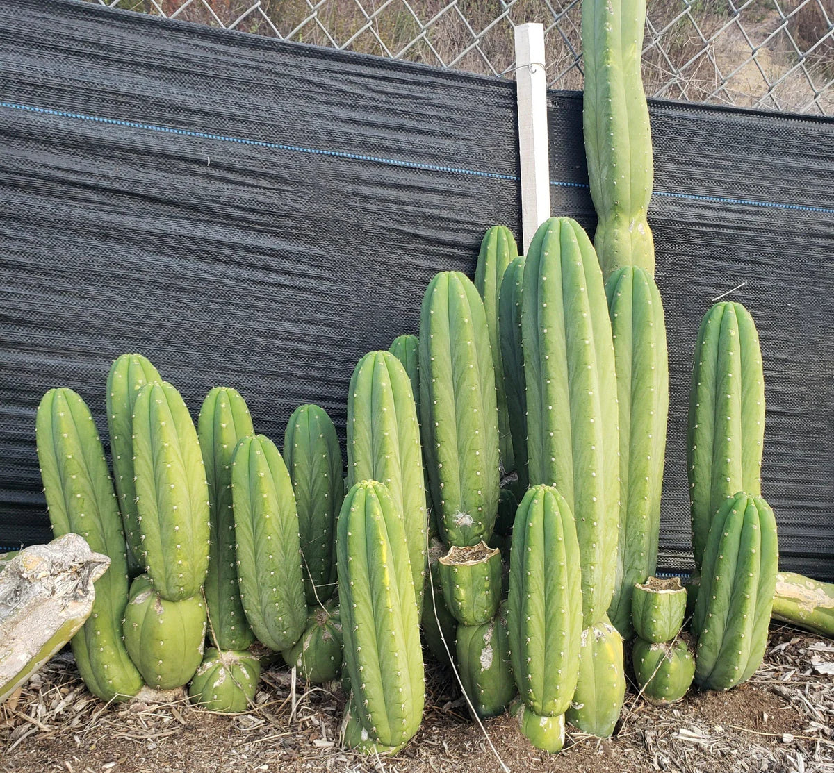 Echinopsis (Trichocereus) Pachanoi Jiimz Juuls (Juul's Giant)