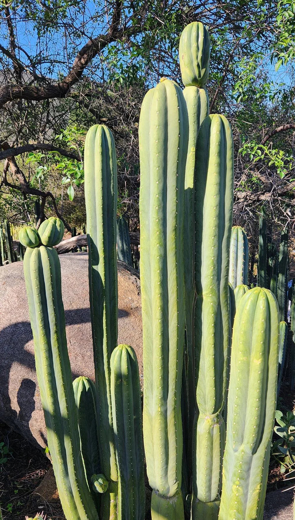 Echinopsis (Trichocereus) Pachanoi Jiimz Juuls (Juul's Giant)