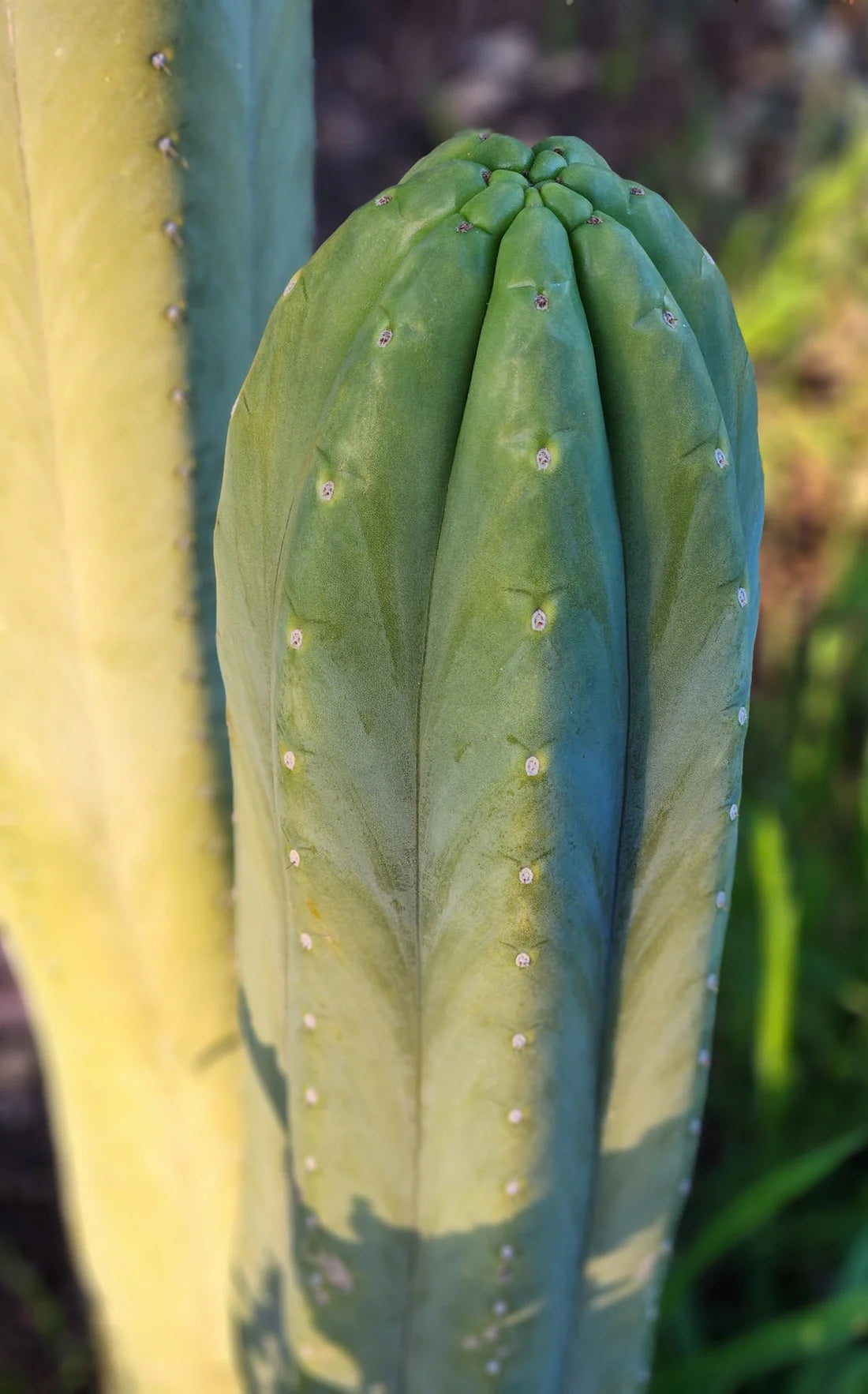 Echinopsis (Trichocereus) Pachanoi Jiimz Juuls (Juul's Giant)