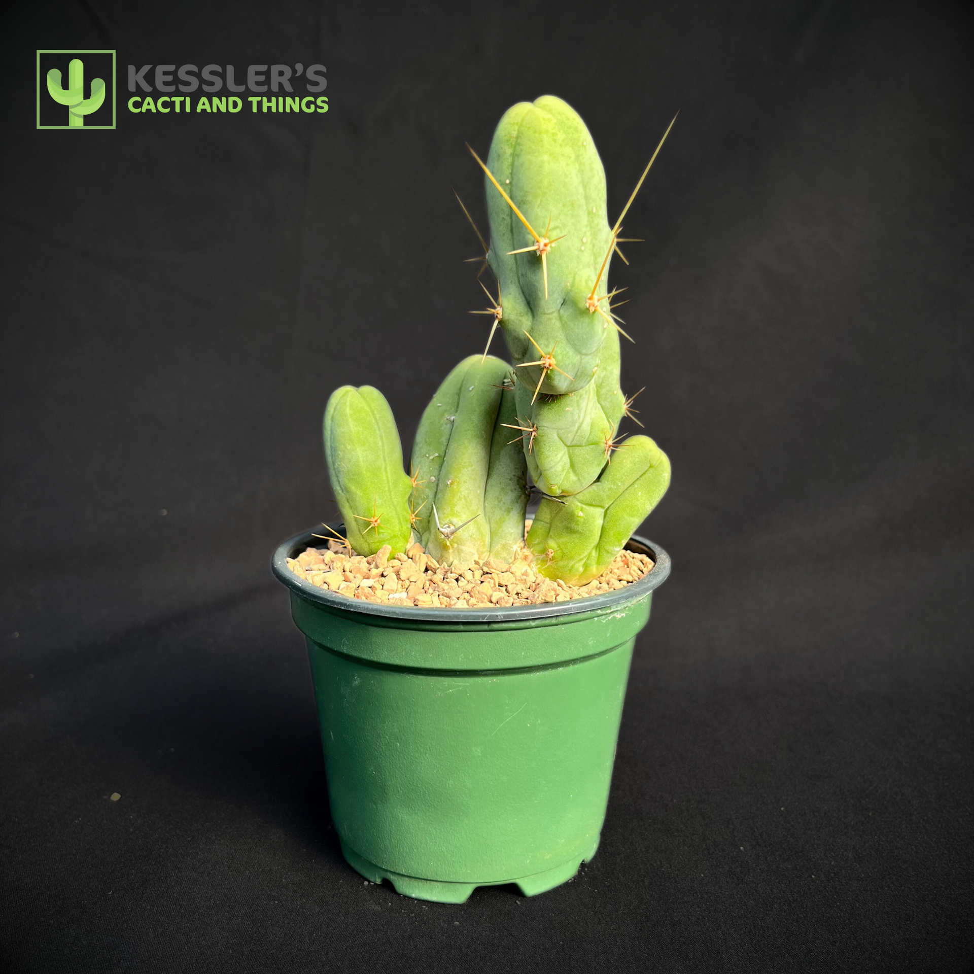 Echinopsis Bridgesii Monstrose (Penis Cactus)  Kesslers Cacti