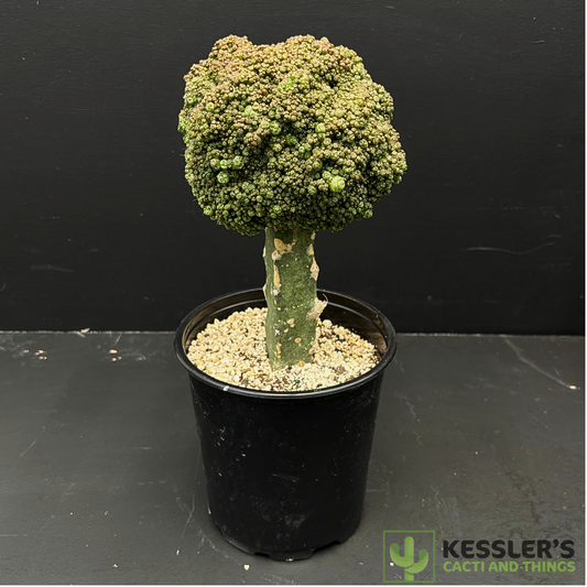 Mammilaria Bocasana Fred