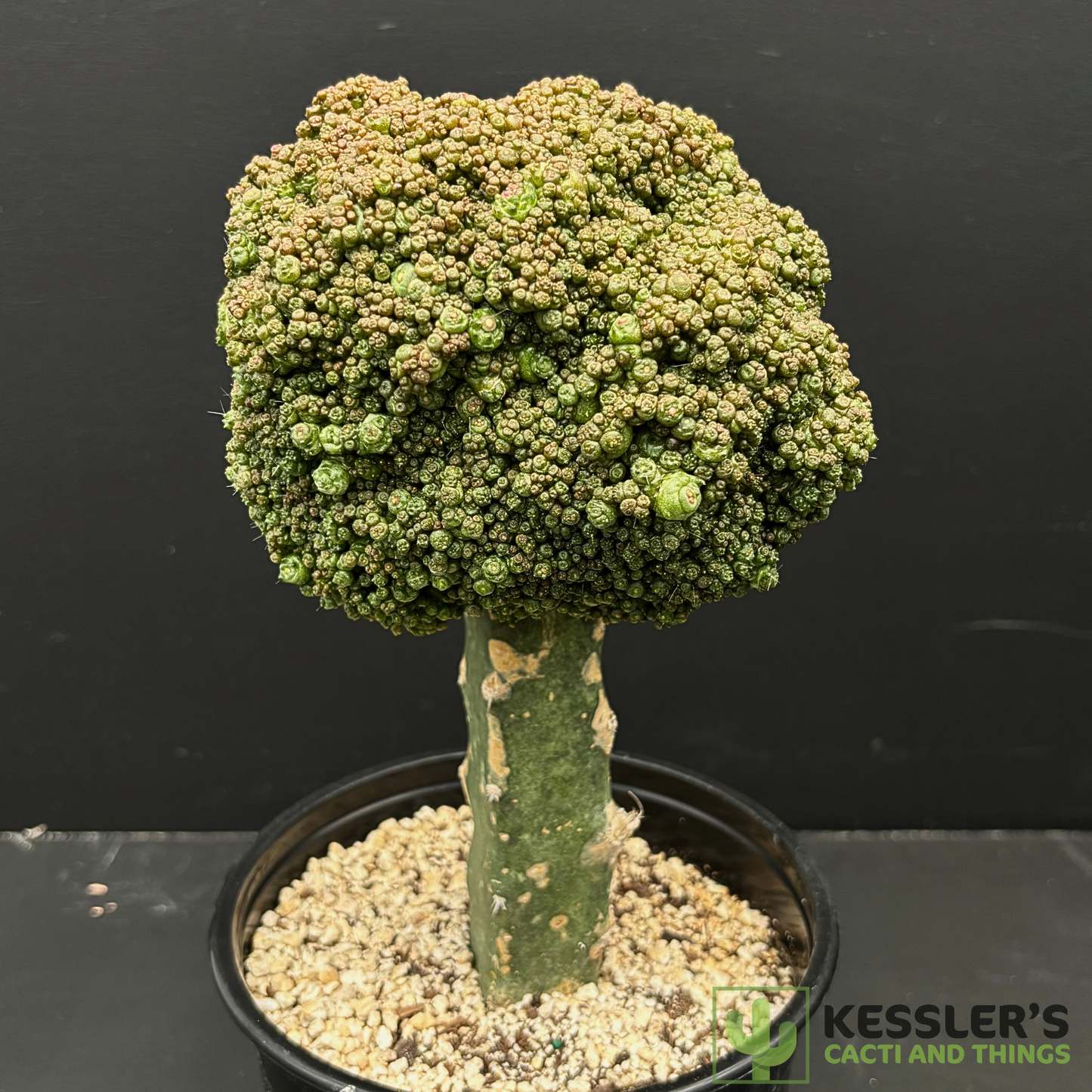 Mammilaria Bocasana Fred