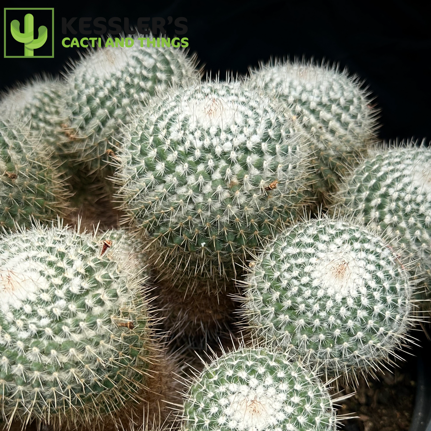 Mammillaria Geminispina (Twin Spined Cactus)