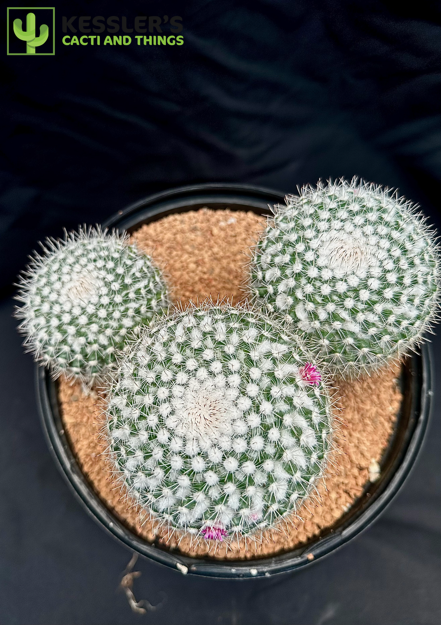 Mammillaria Geminispina (Twin Spined Cactus)