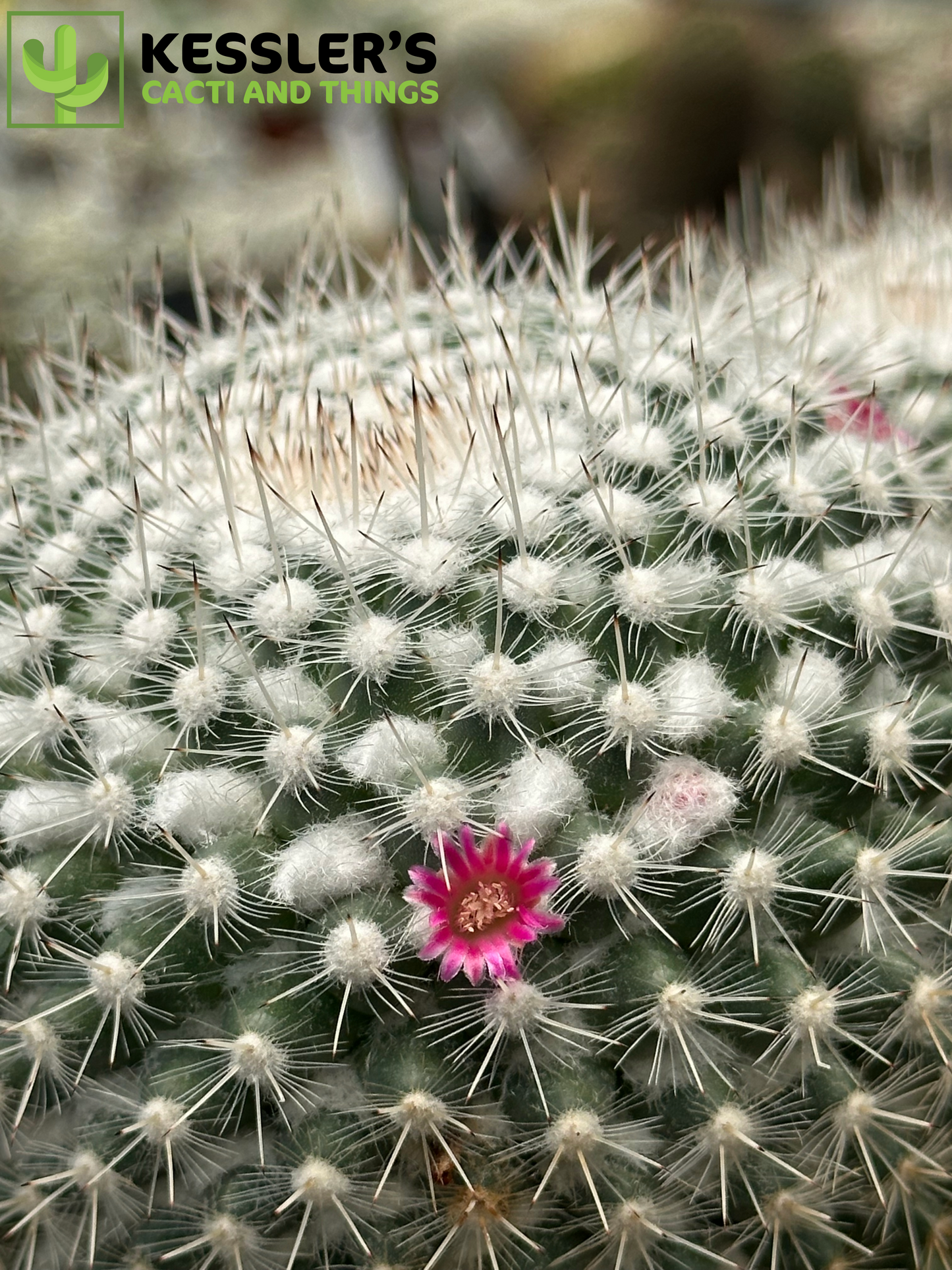 Mammillaria Geminispina (Twin Spined Cactus)