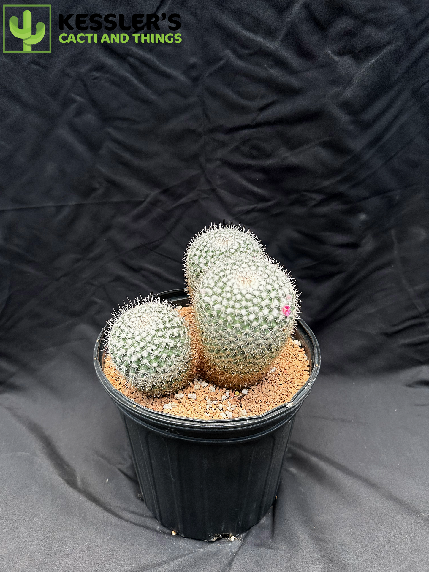 Mammillaria Geminispina (Twin Spined Cactus)