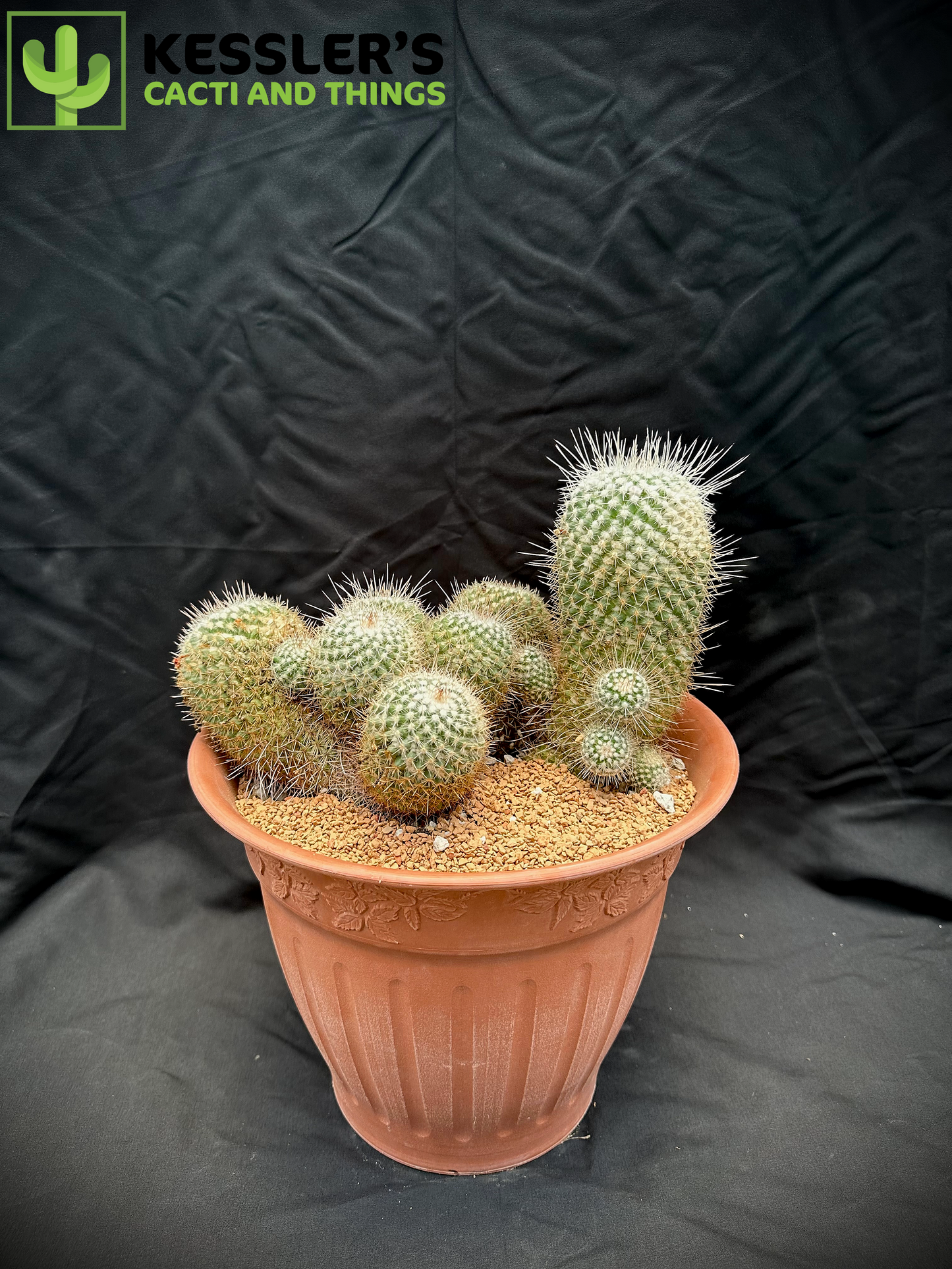 Mammillaria Geminispina (Twin Spined Cactus)