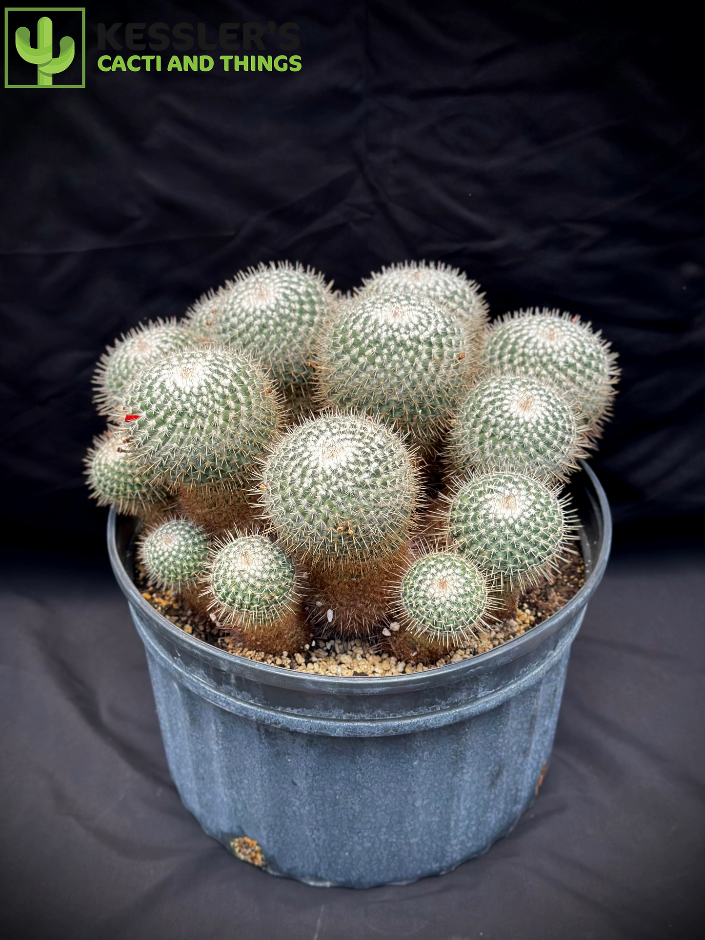 Mammillaria Geminispina (Twin Spined Cactus)