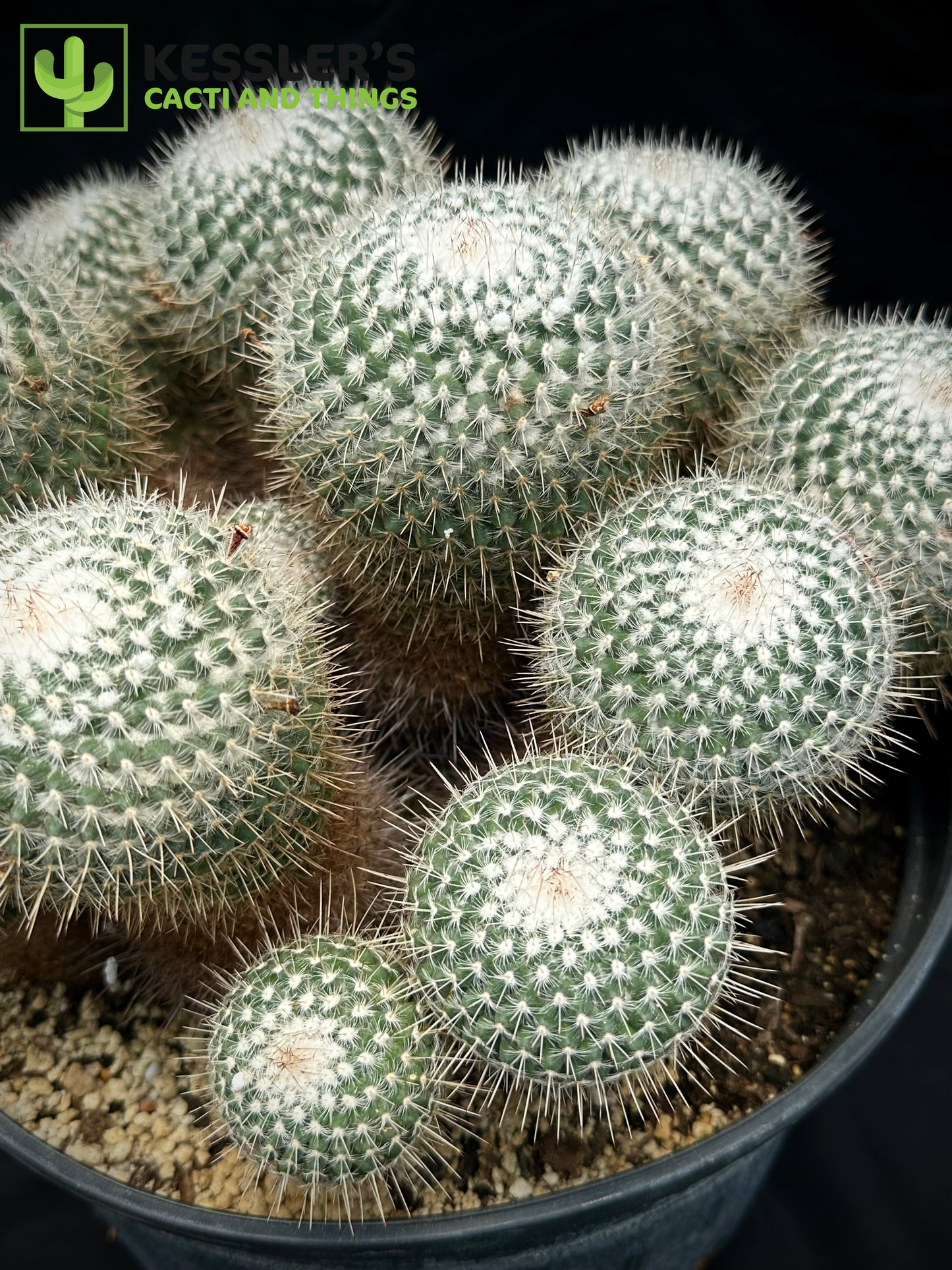 Mammillaria Geminispina (Twin Spined Cactus)