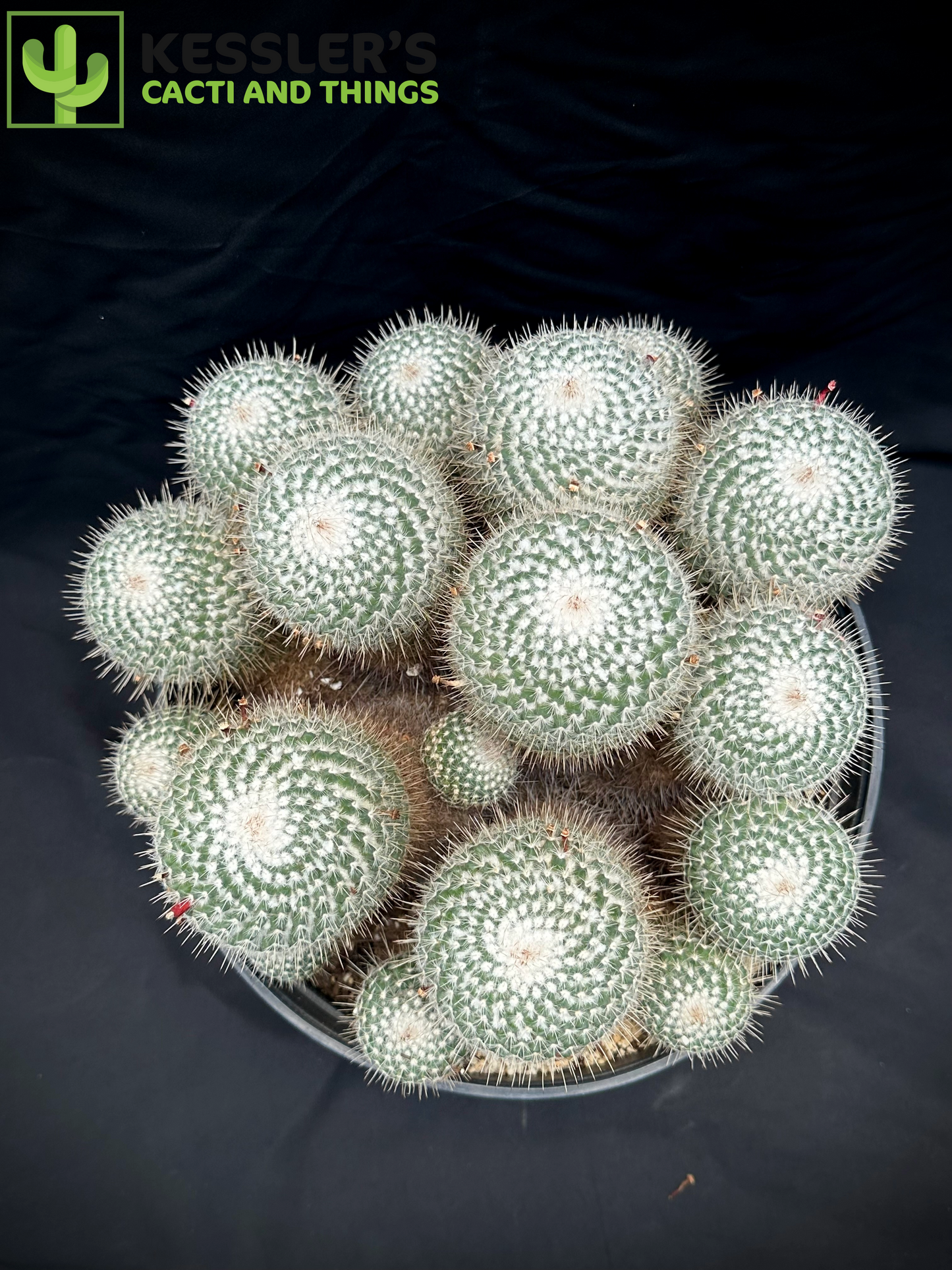 Mammillaria Geminispina (Twin Spined Cactus)