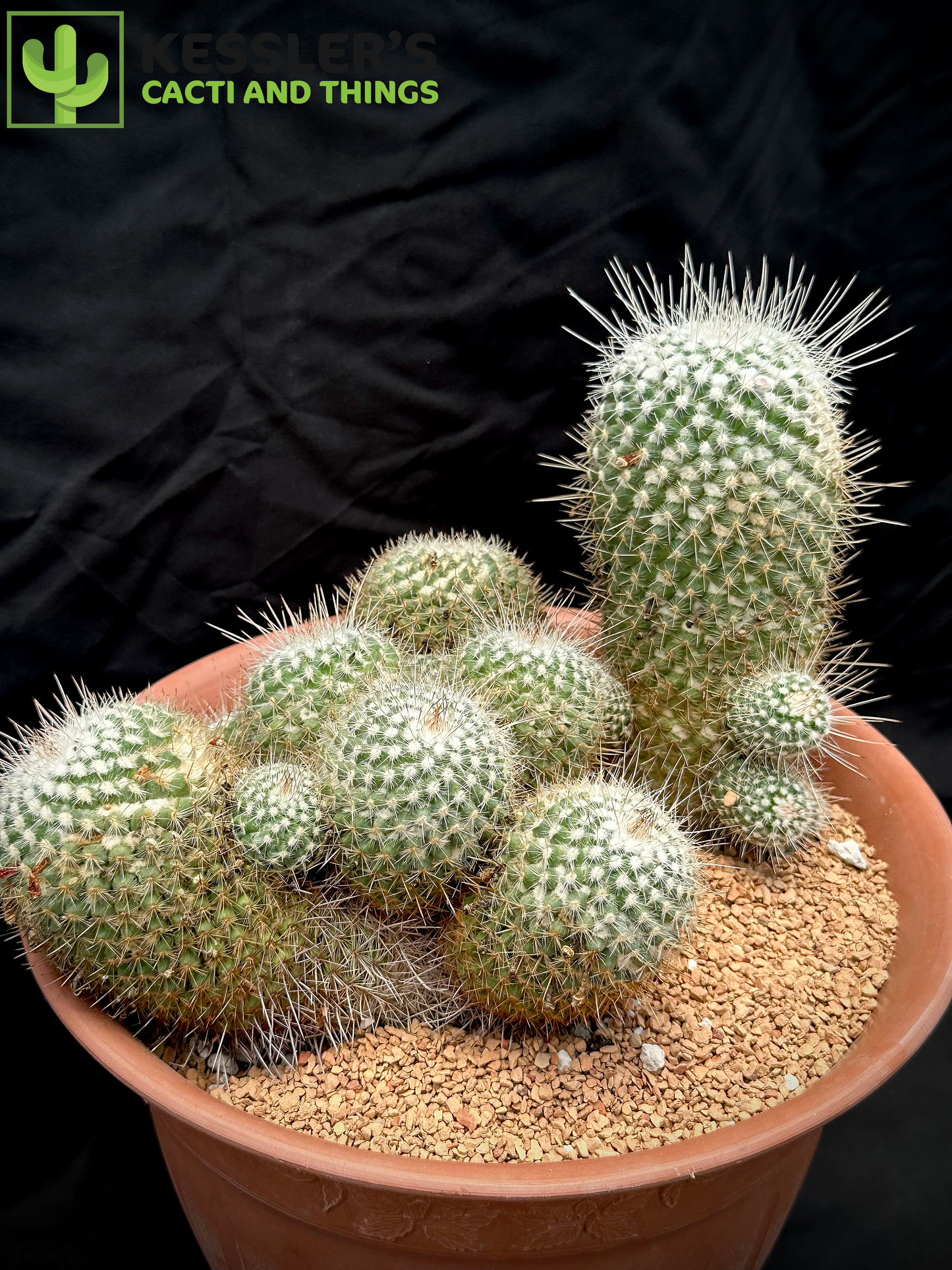 Mammillaria Geminispina (Twin Spined Cactus)