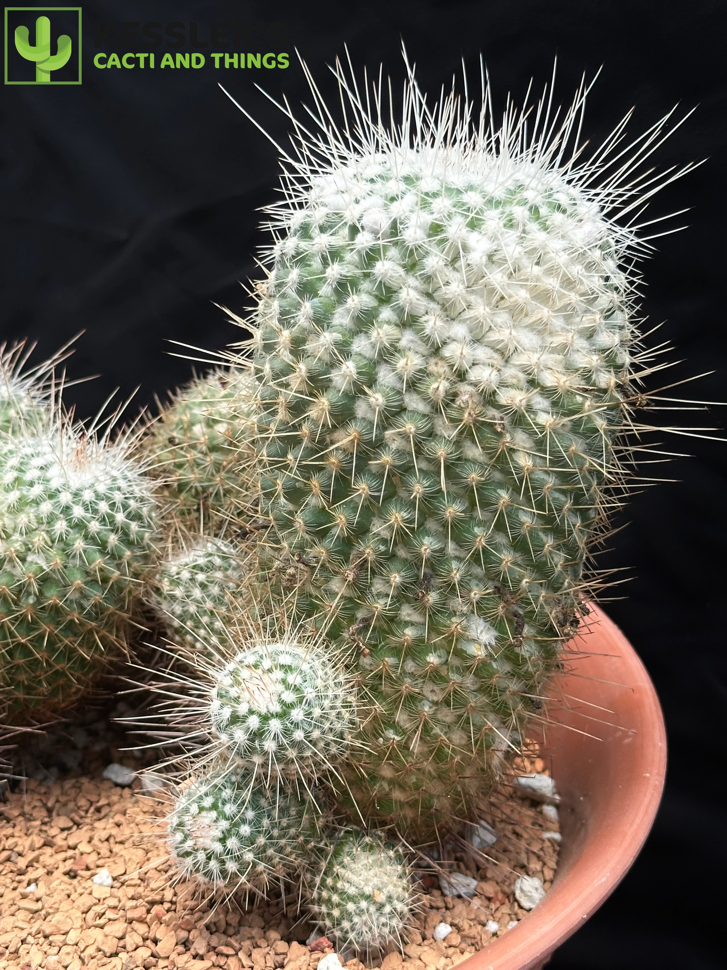 Mammillaria Geminispina (Twin Spined Cactus)