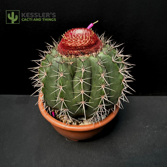 Melocactus Concinnus