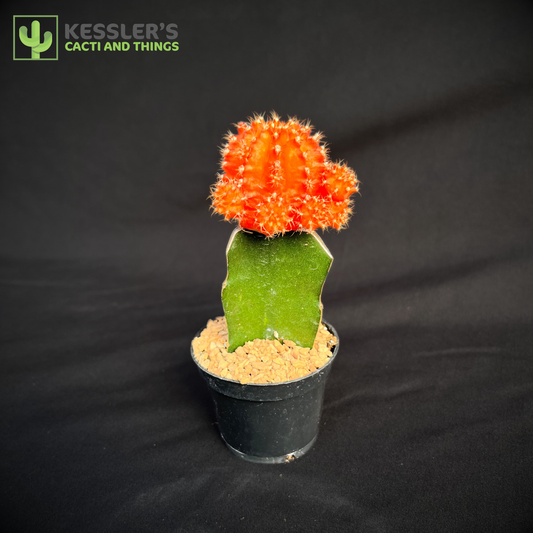 Moon Cactus Grafts orange 