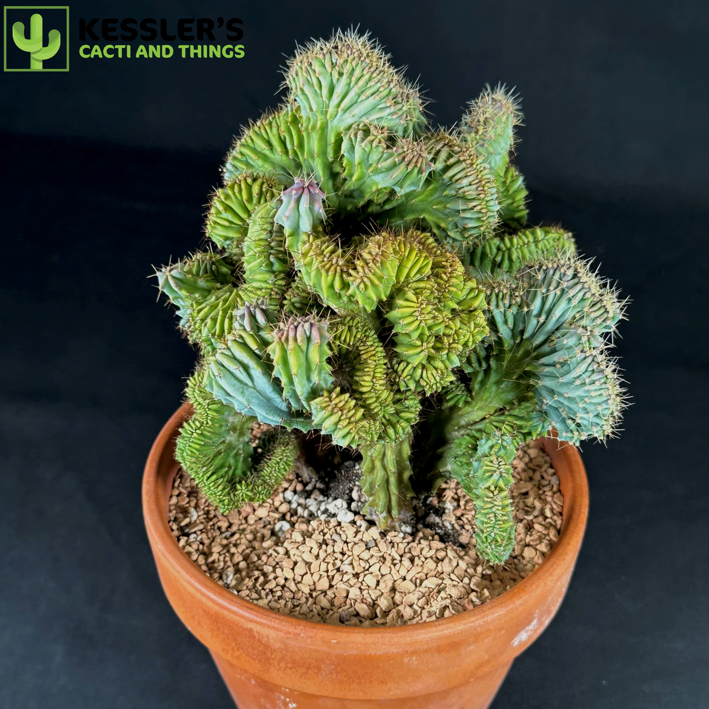 Myrtillocactus Elite Crest