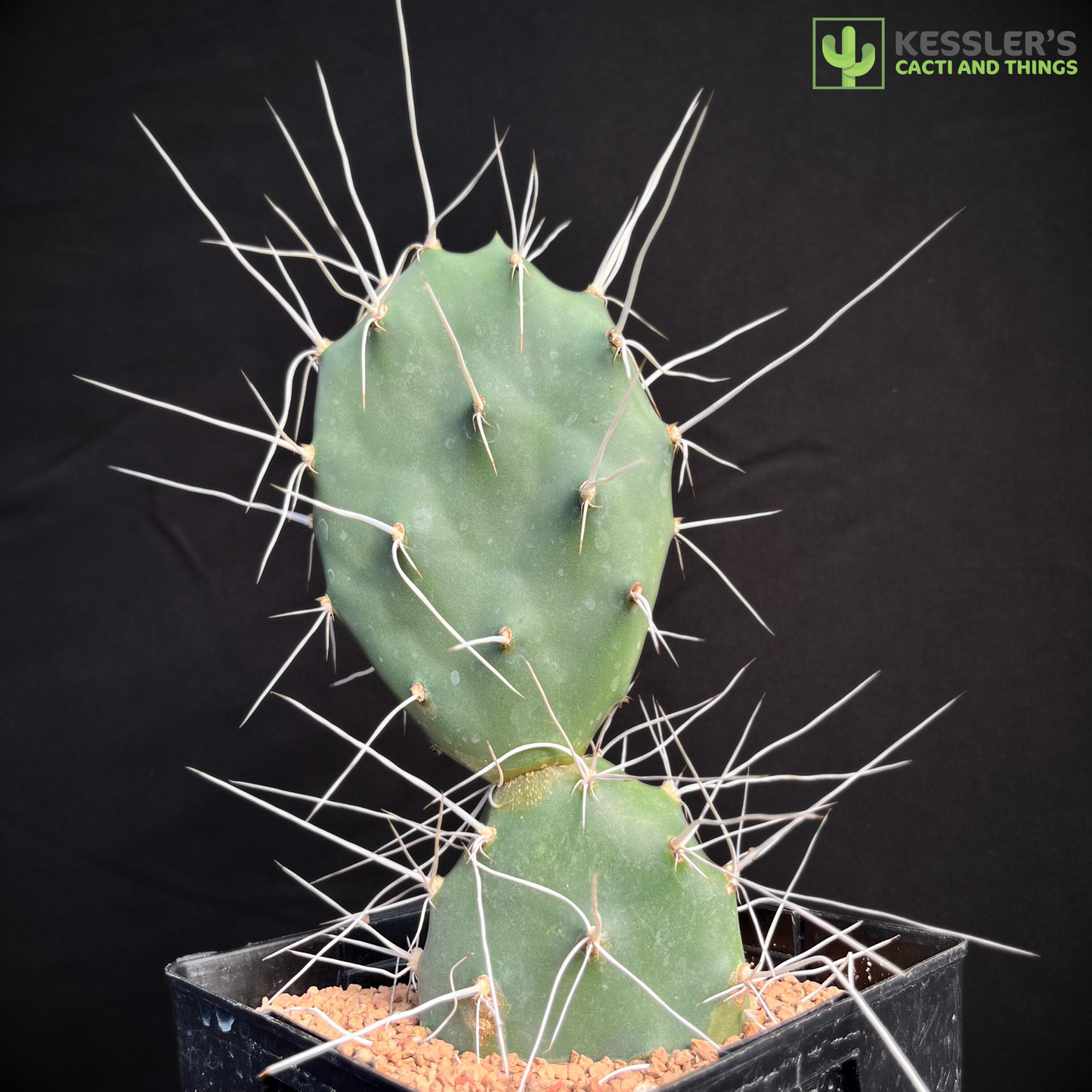 Opuntia Sulphurea (Sulphur Prickly Pear)