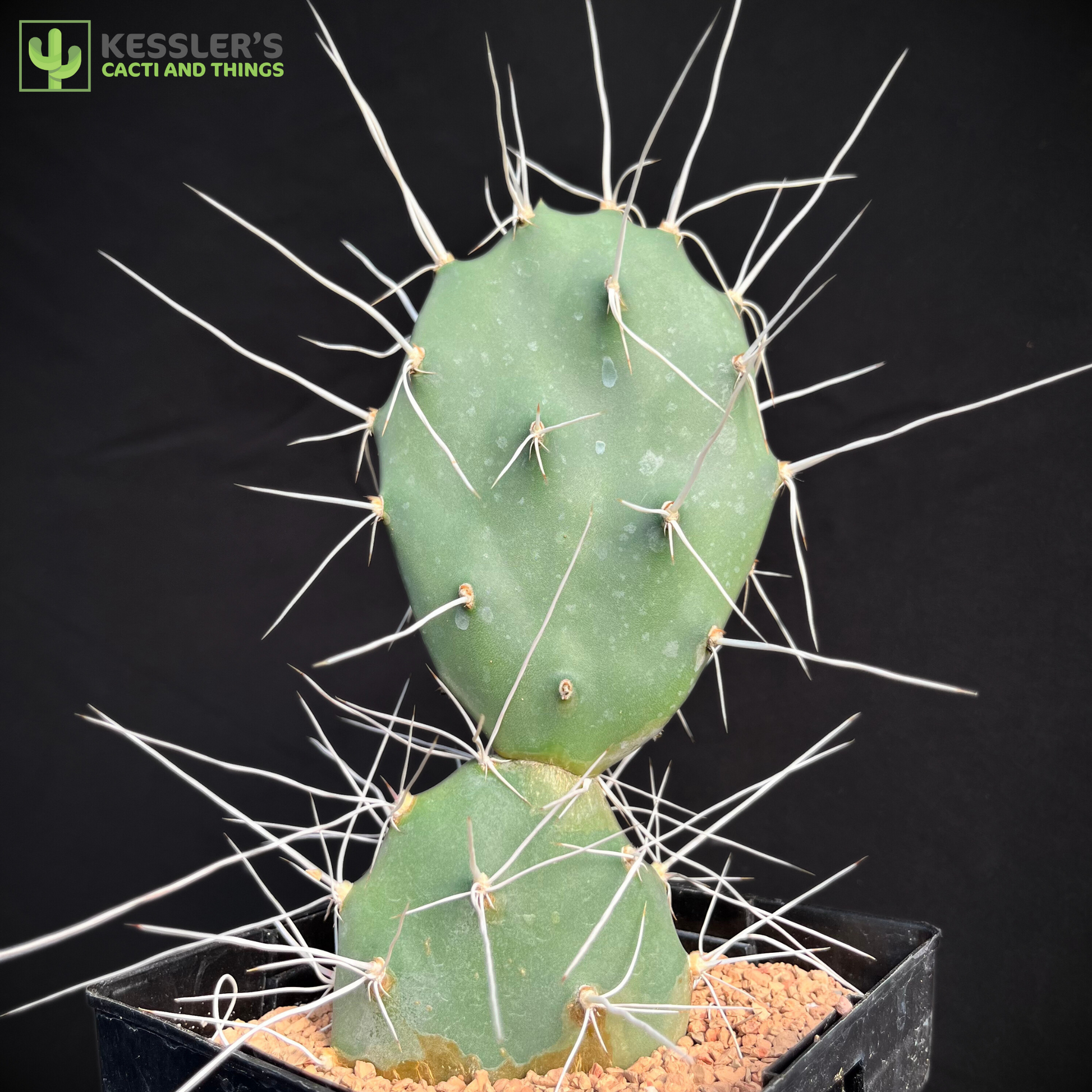 prickly pear cactus temperature tolerance Opuntia Sulphurea (Sulphur Prickly Pear)
