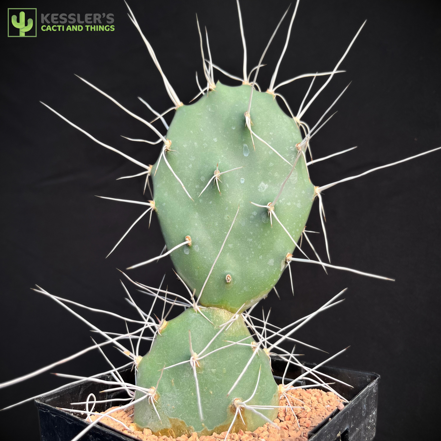 Opuntia Sulphurea (Sulphur Prickly Pear)