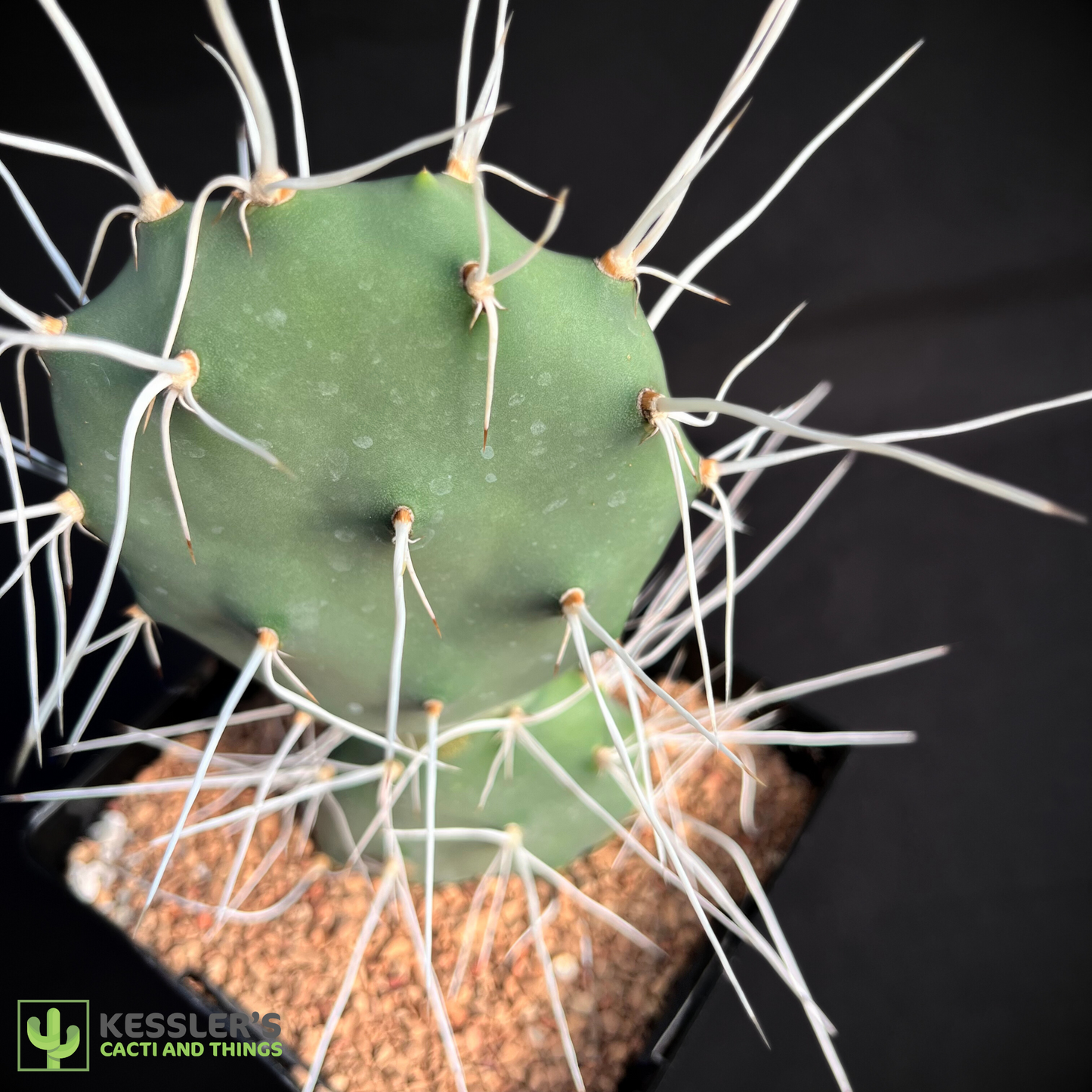 Opuntia Sulphurea (Sulphur Prickly Pear)