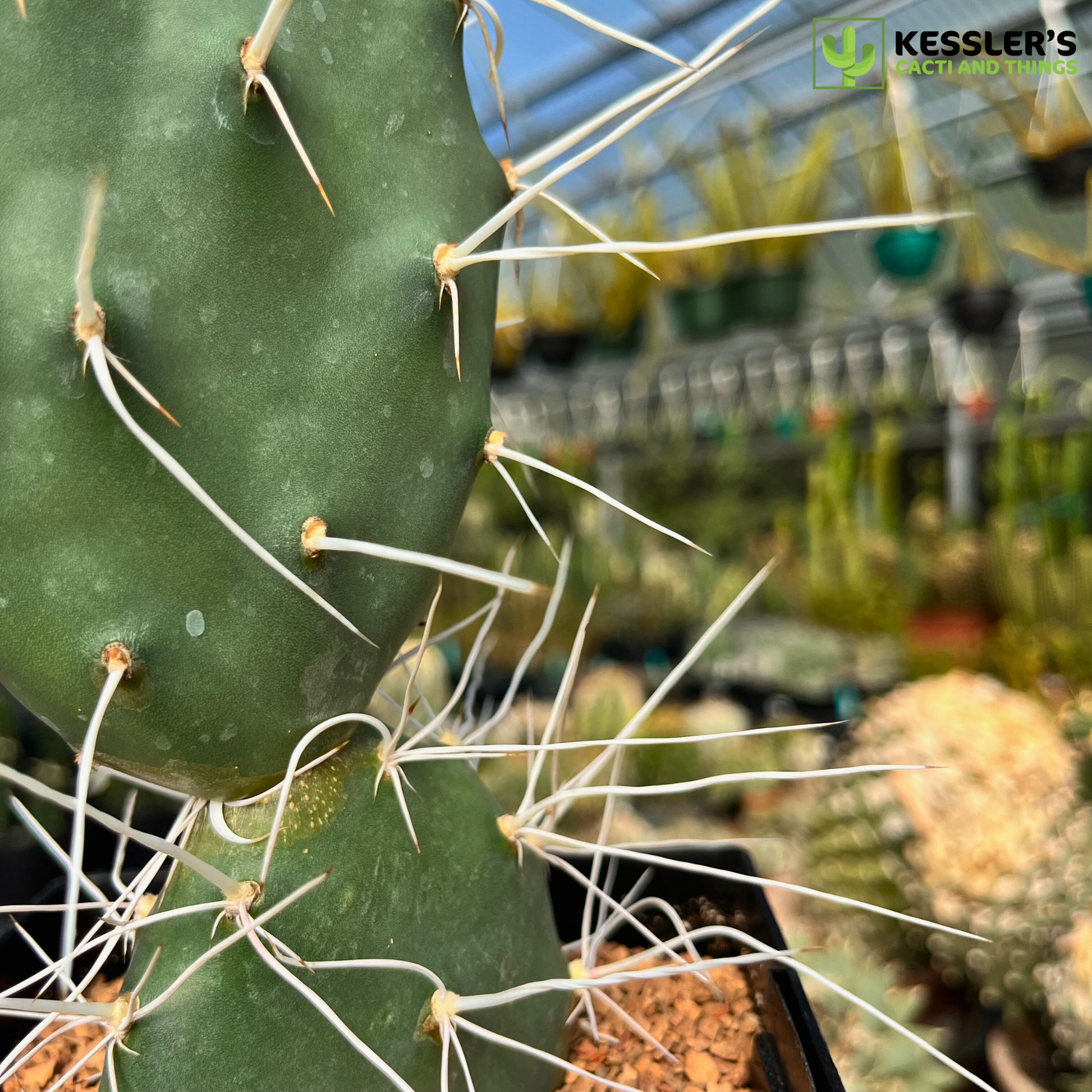 prickly pear cactus killer Opuntia Sulphurea (Sulphur Prickly Pear) – Kesslers Cacti