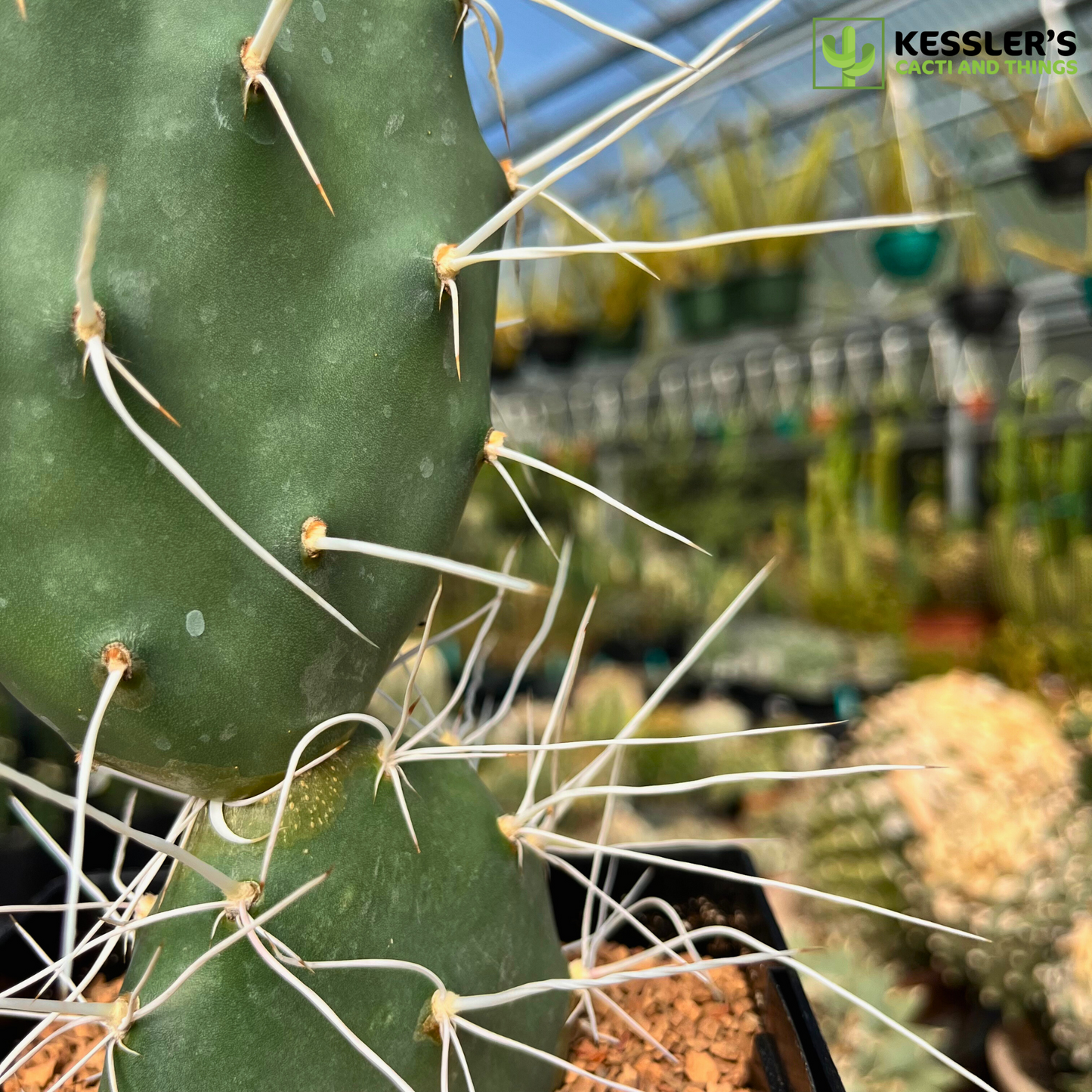 Opuntia Sulphurea (Sulphur Prickly Pear)