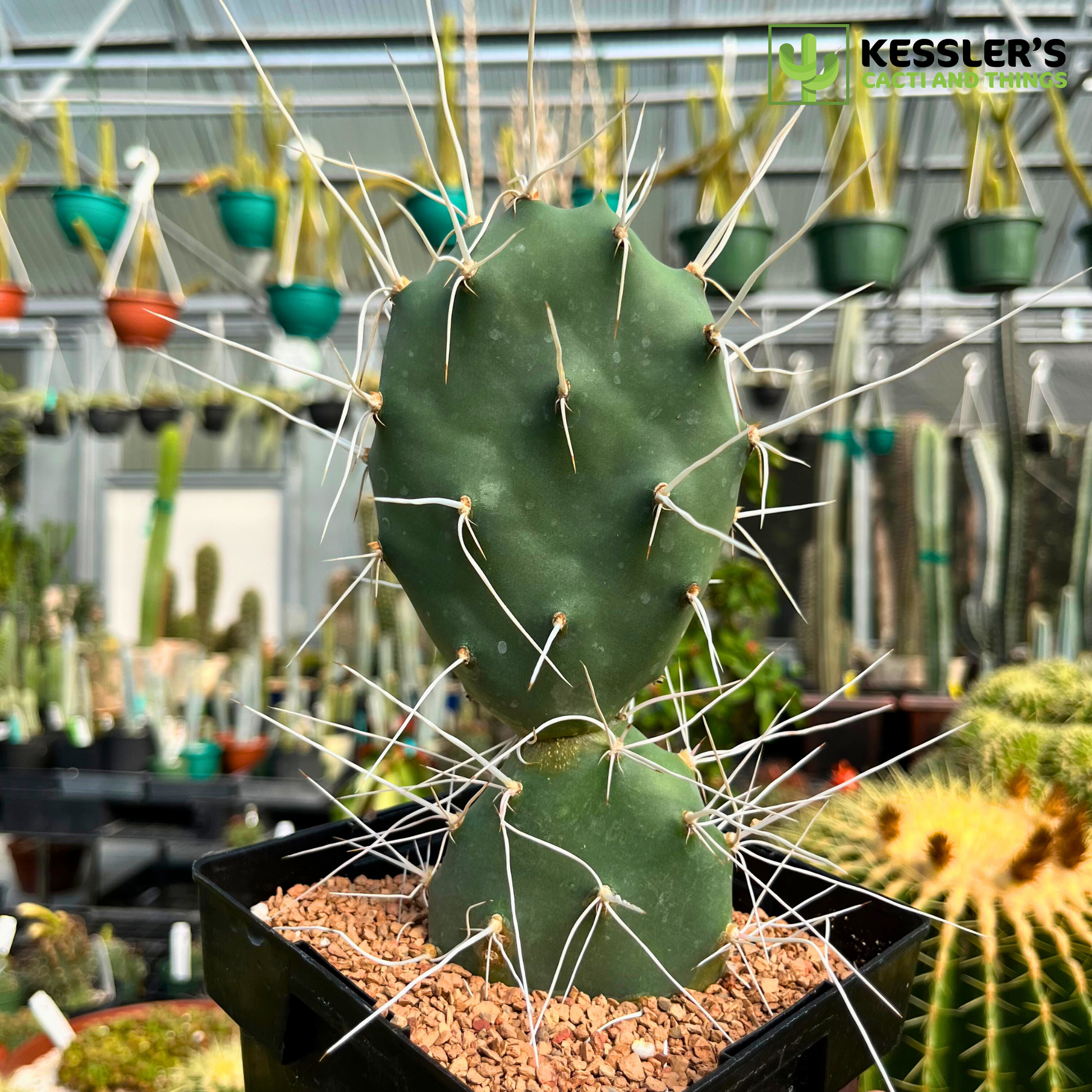 prickly pear cactus price Opuntia Sulphurea (Sulphur Prickly Pear)