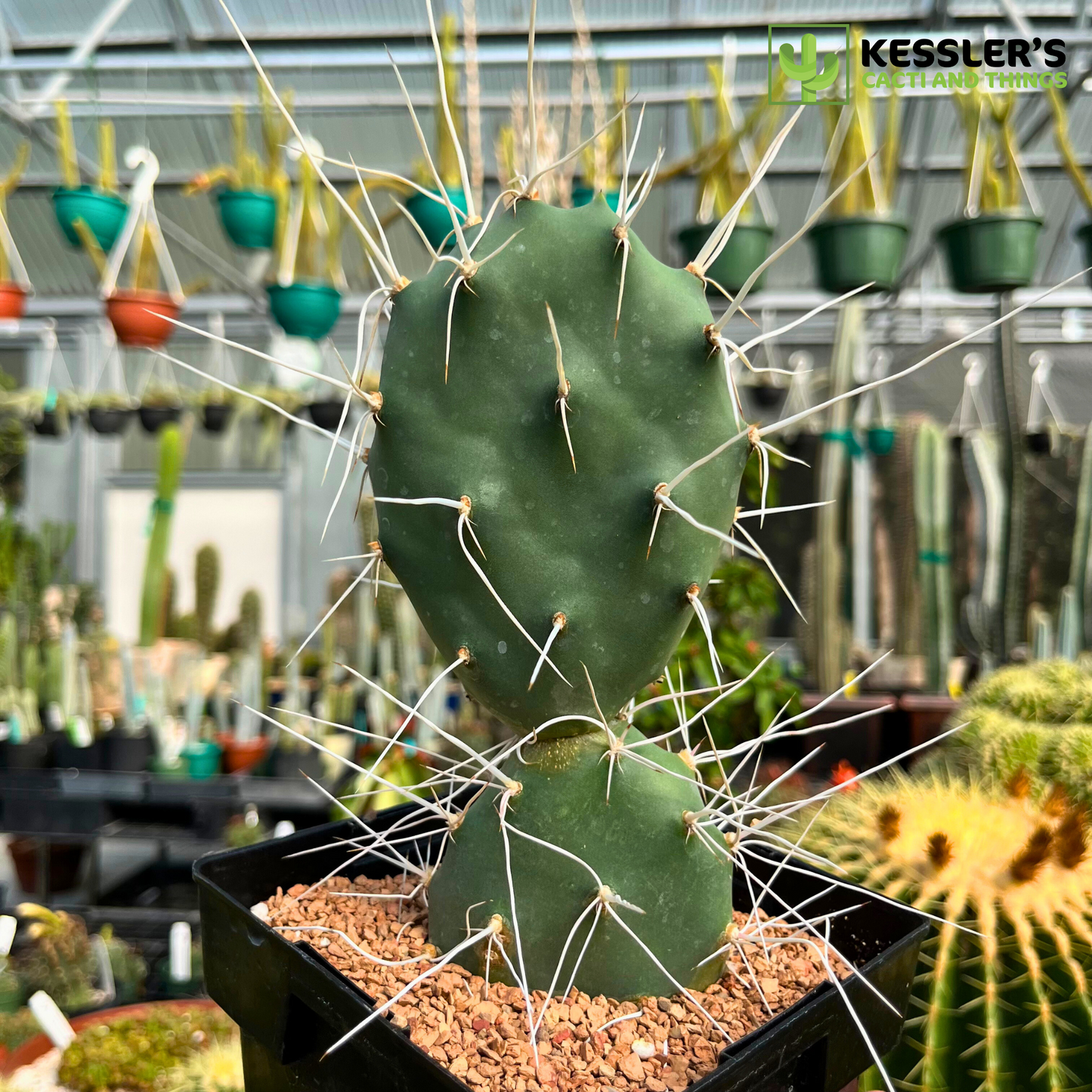 Opuntia Sulphurea (Sulphur Prickly Pear)