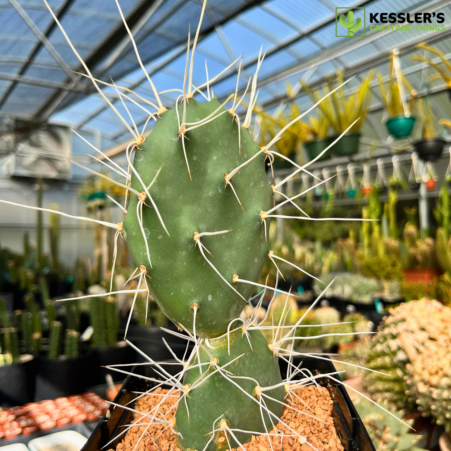 Opuntia Sulphurea (Sulphur Prickly Pear)