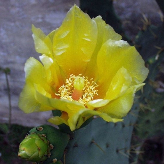 flowering opuntia delenii