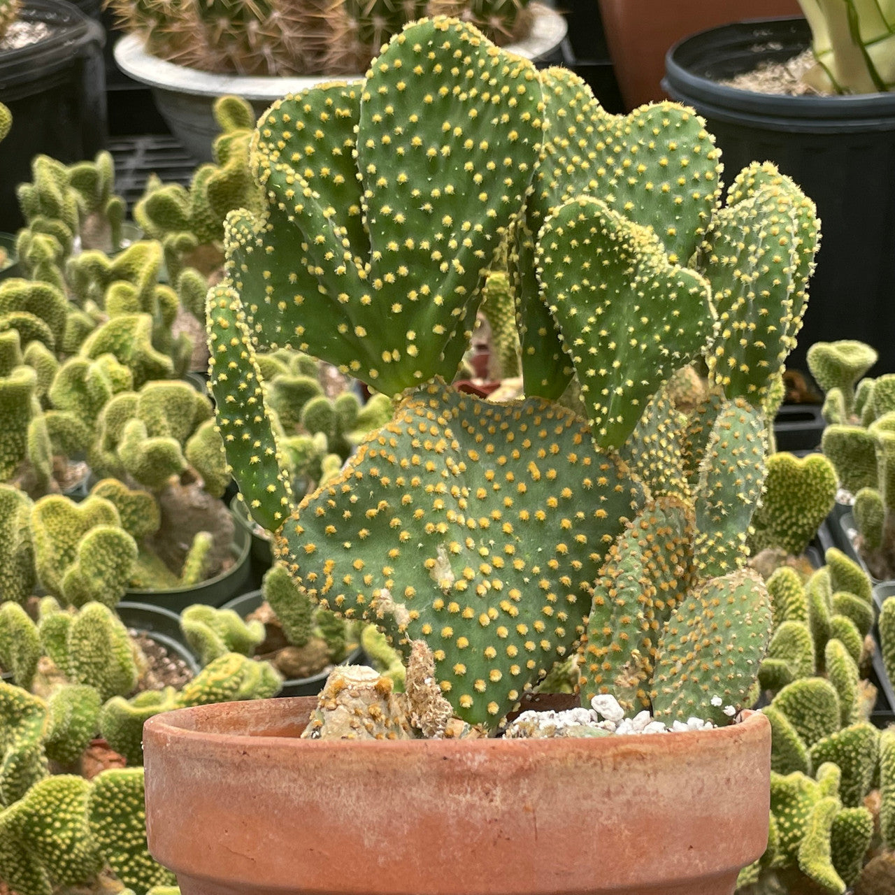 a mature Opuntia Microdasys Var. Pallida in a clay pot