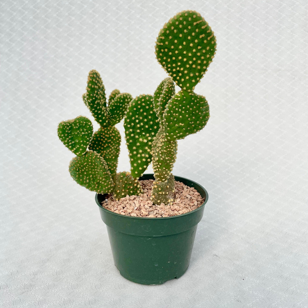 4 in. Opuntia Microdasys Var. Pallida