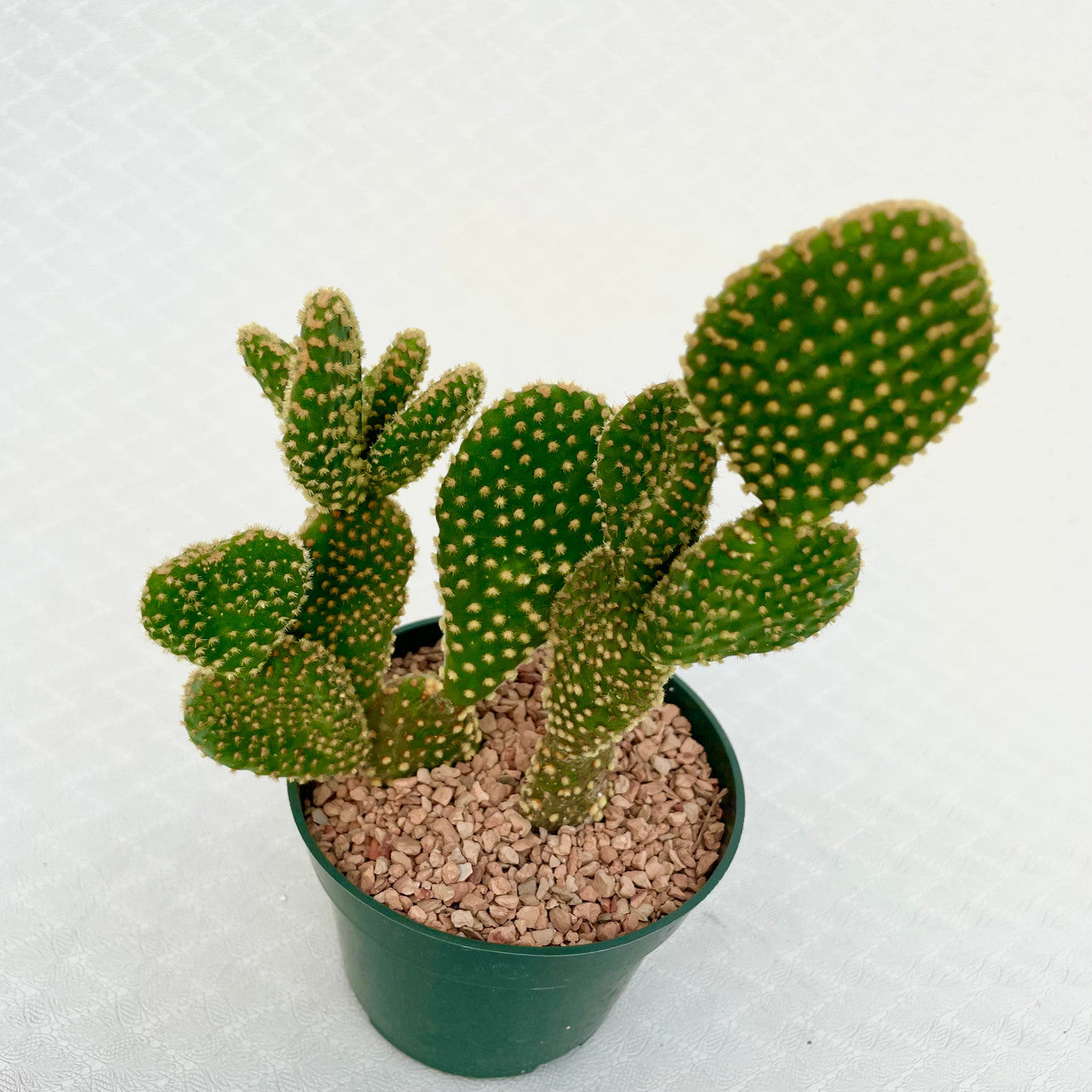 4 in. Opuntia Microdasys Var. Pallida top view