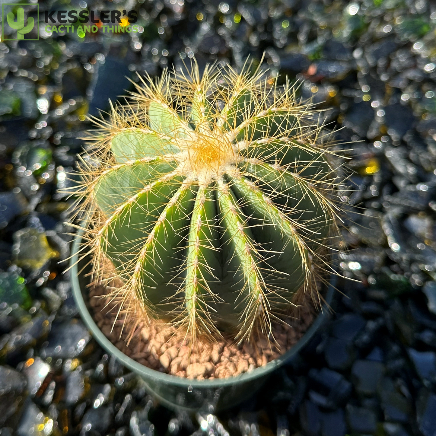 Parodia Magnifica (Ballon Cactus)