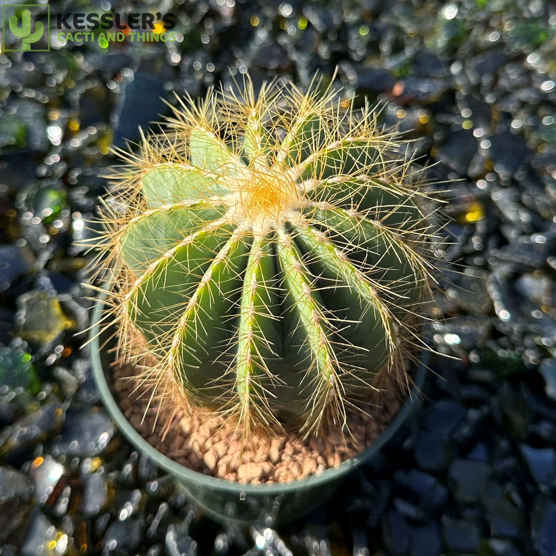 parodia cactus Parodia Magnifica (Ballon Cactus)