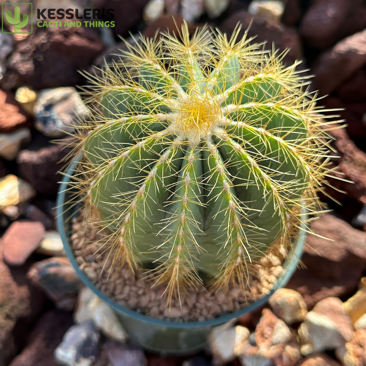 Parodia Magnifica (Ballon Cactus)