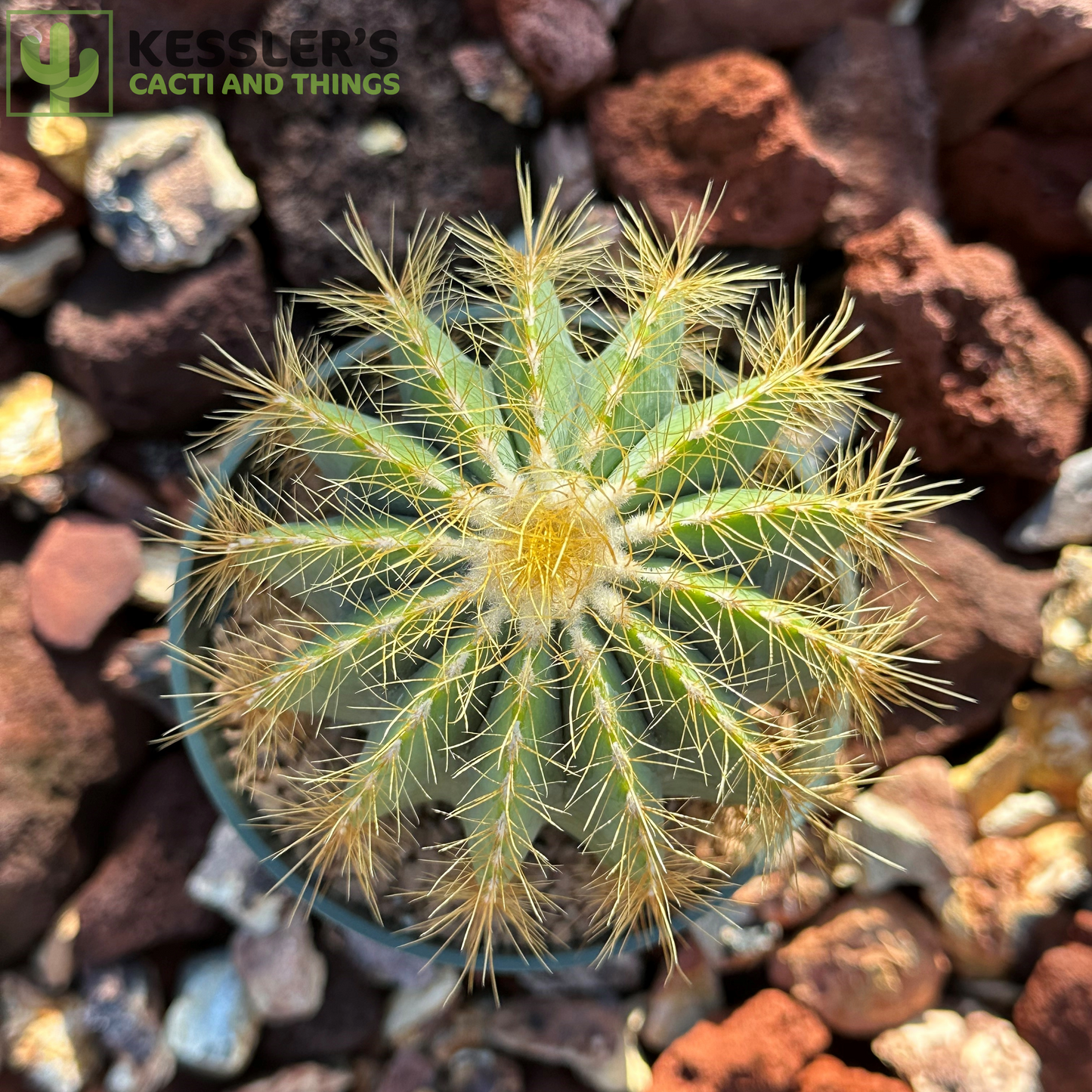 Parodia Magnifica (Ballon Cactus)