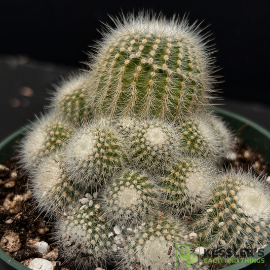 Parodia scopa(Silver Ball Cactus)