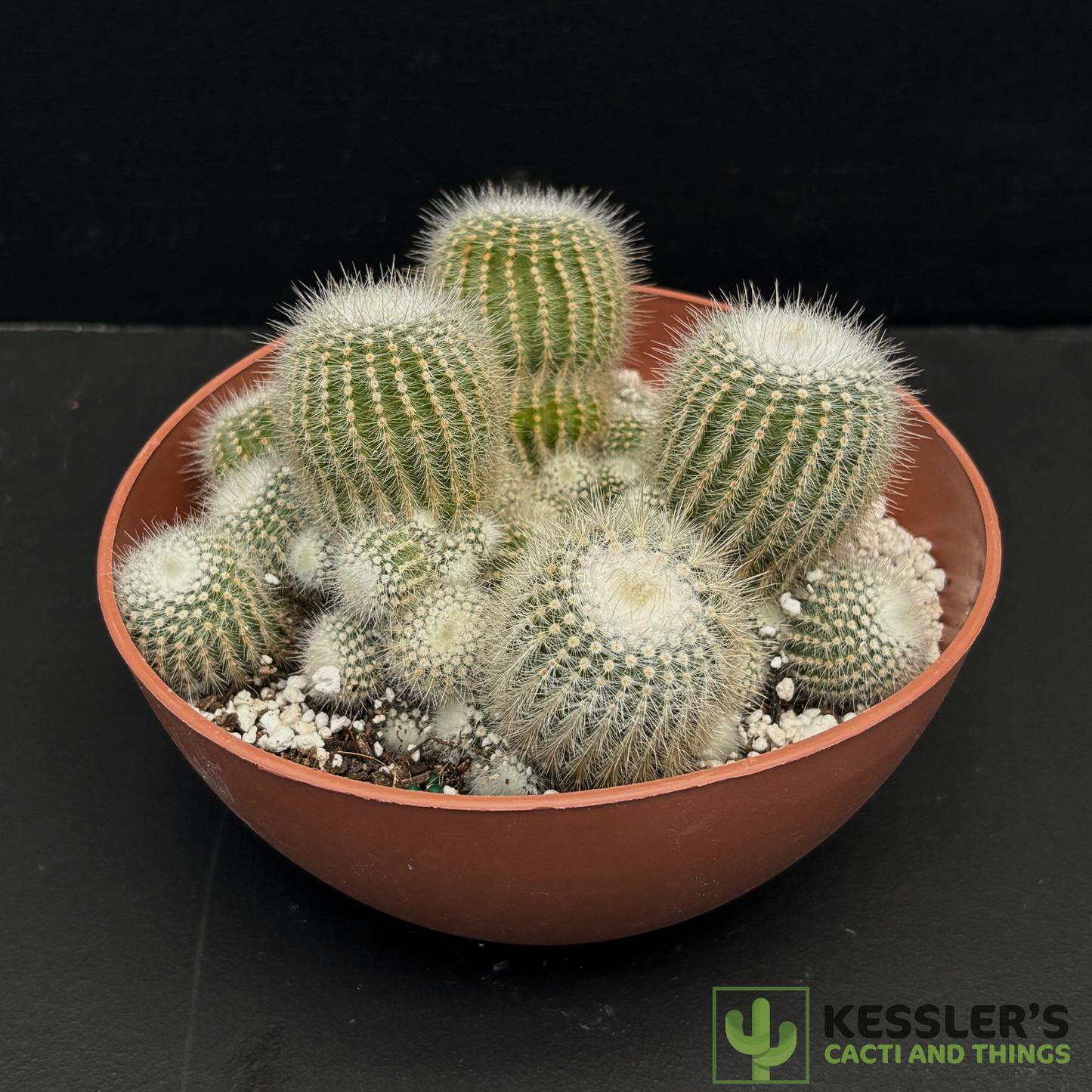Parodia scopa(Silver Ball Cactus)