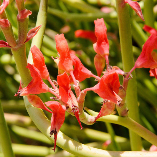 a flowering Pedilanthus Macrocarpus close up