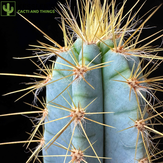 Pilosocereus Magnificus (Facheiro)