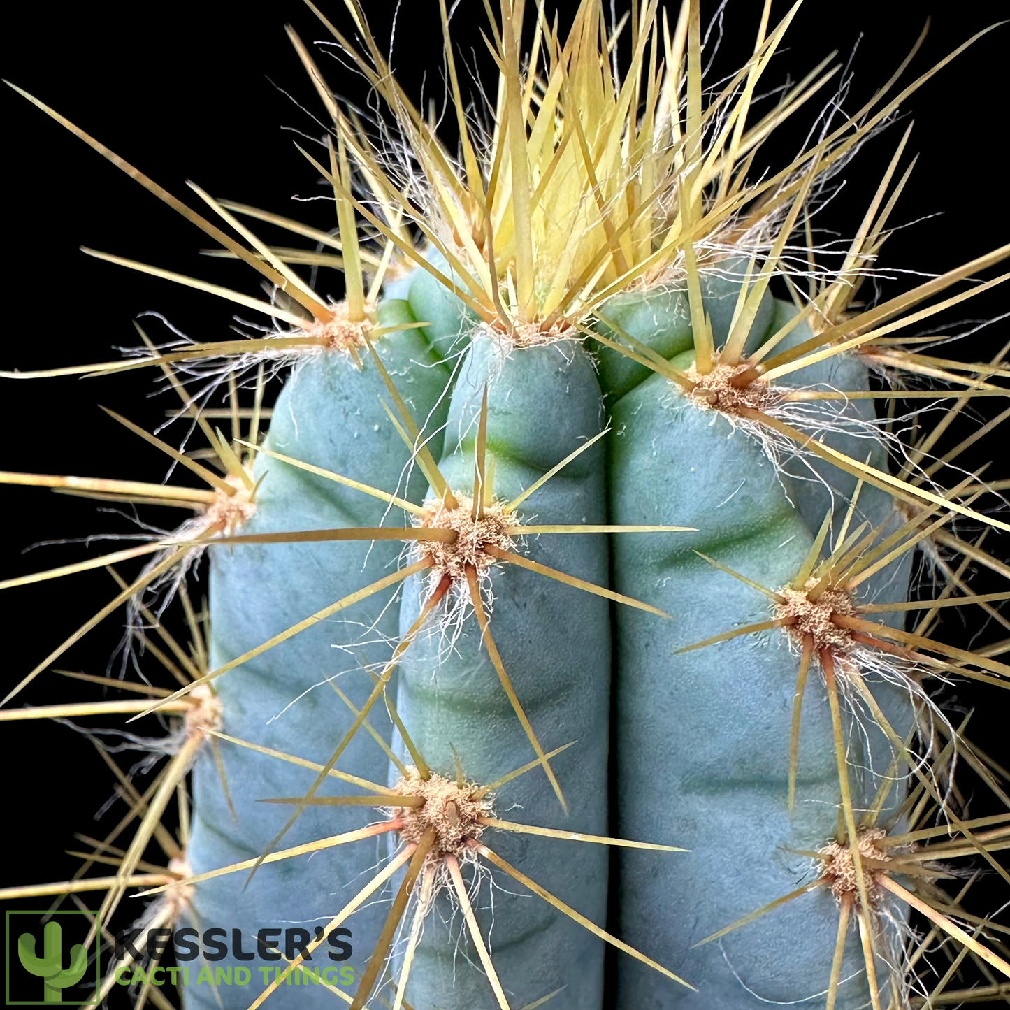 Pilosocereus Magnificus (Facheiro)