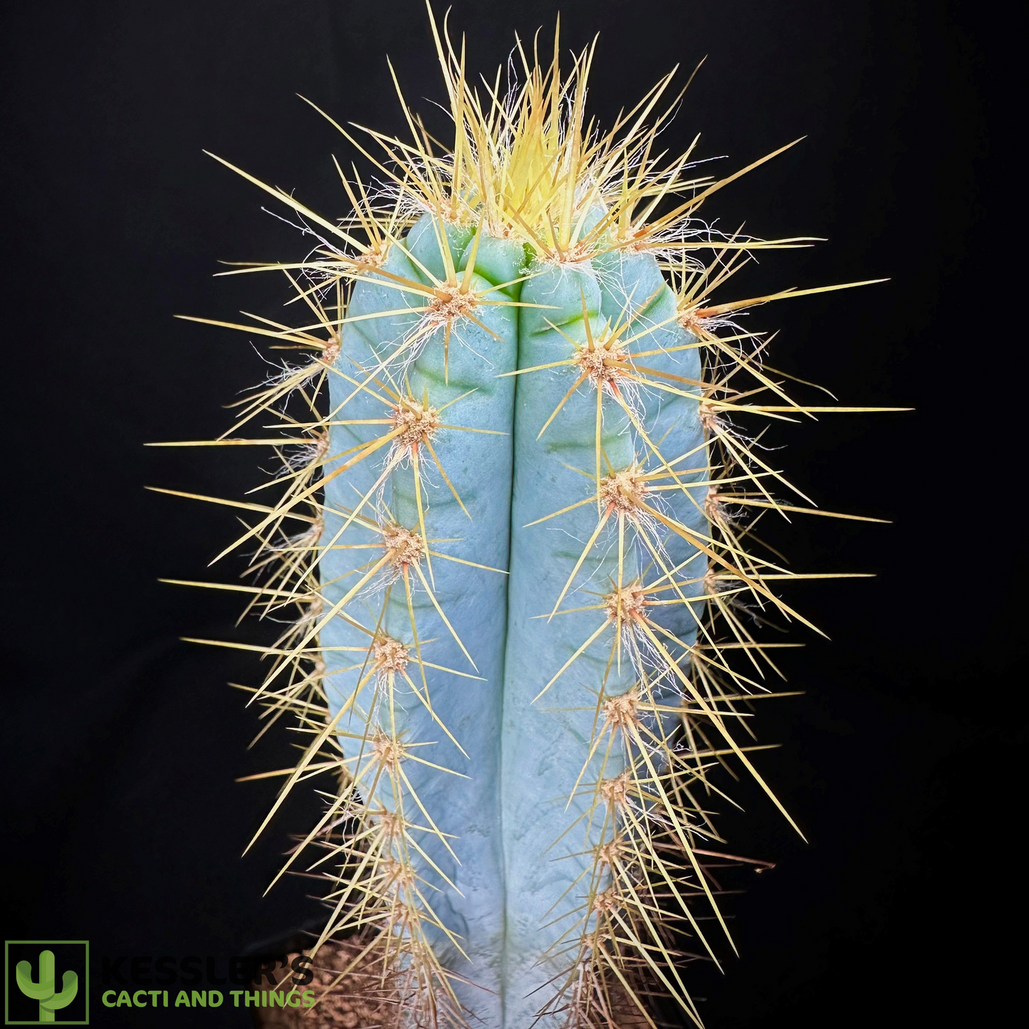 Pilosocereus Magnificus (Facheiro)